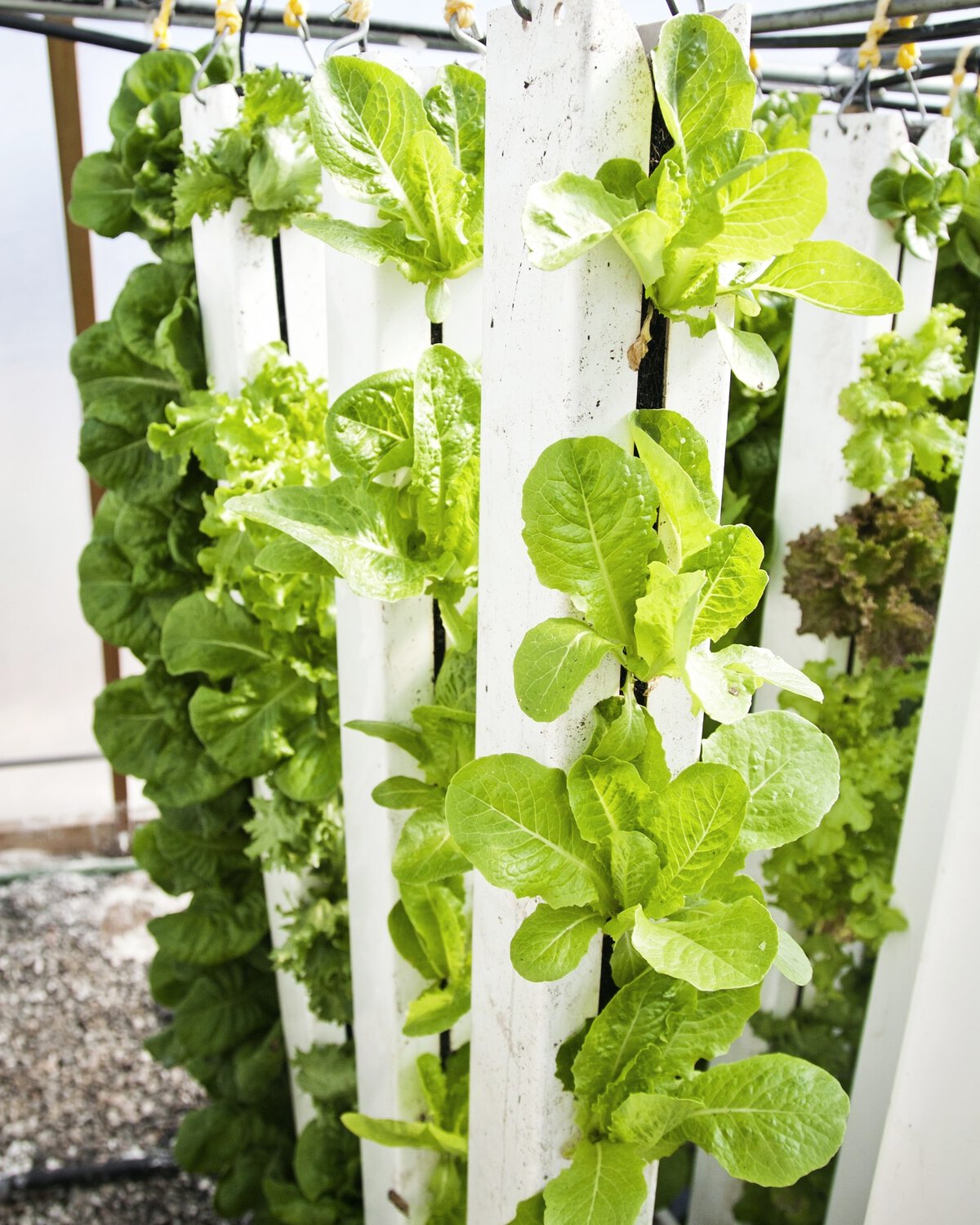 Torre de cultivo vertical con lechugas creciendo en bolsillos, dentro de un invernadero.